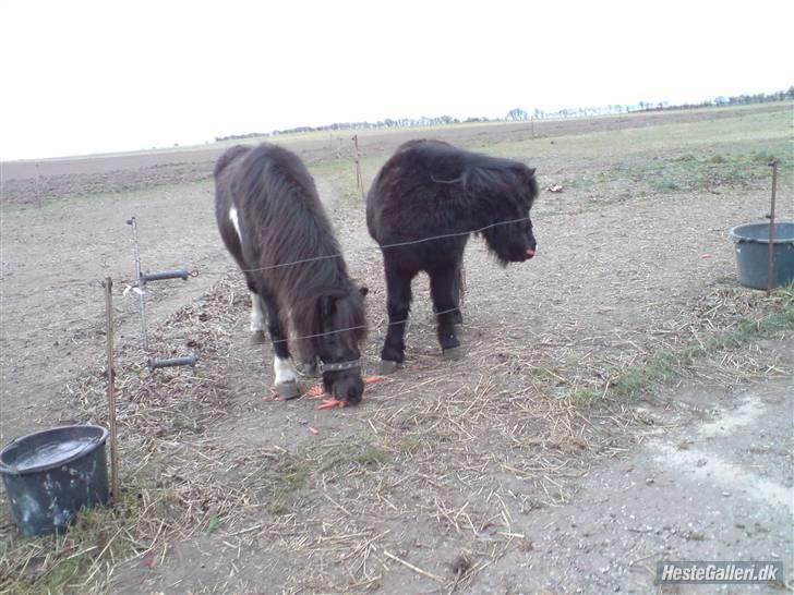 Shetlænder Bella.<3 den dejligste ;i billede 5