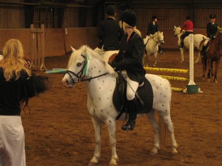 Anden særlig race Sofus - Stævne på RVF billede 3