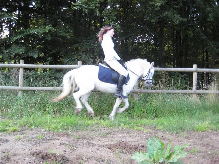 Anden særlig race Sofus billede 5