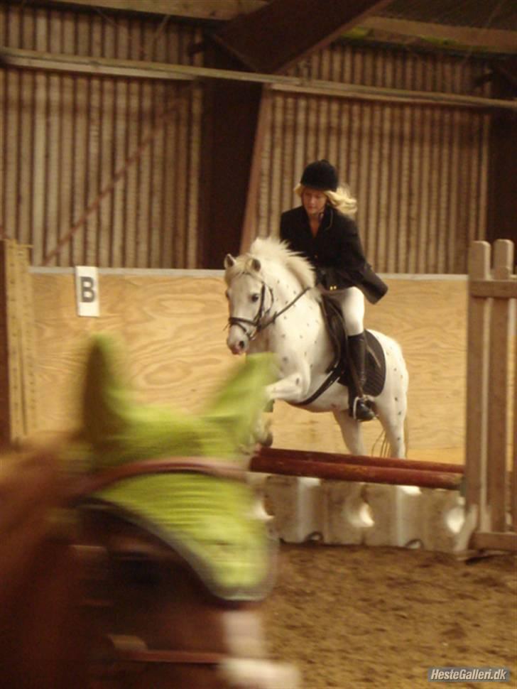 Anden særlig race Sofus billede 6