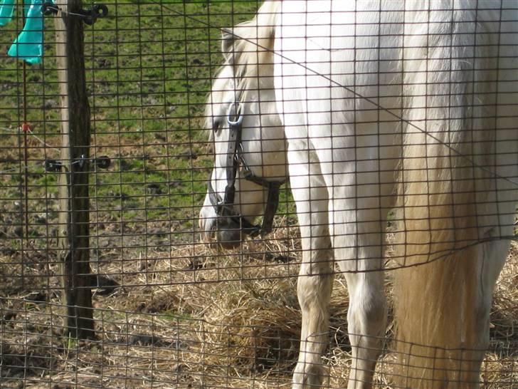 Anden særlig race Sofus - Fedeberg billede 8