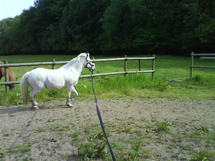 Anden særlig race Sofus billede 9