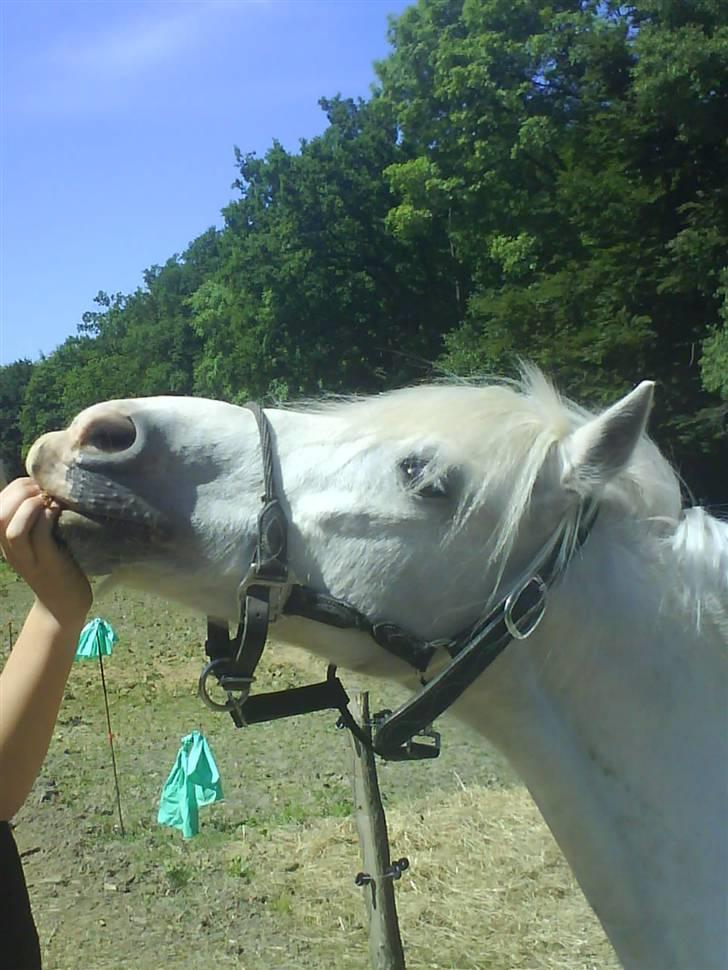 Anden særlig race Sofus billede 10
