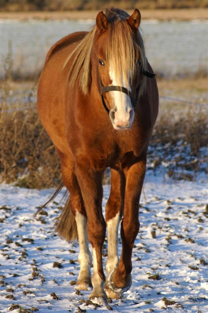 DSP Enekær's Barbados  - Billede taget d 7. jan. 09 ude i sneen.. Bados kommer mig i møde... :) billede 7