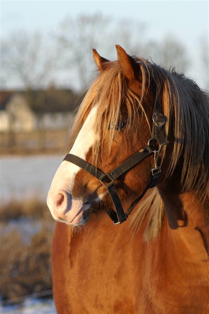 DSP Enekær's Barbados  - Også fra 7. jan. 09... billede 12