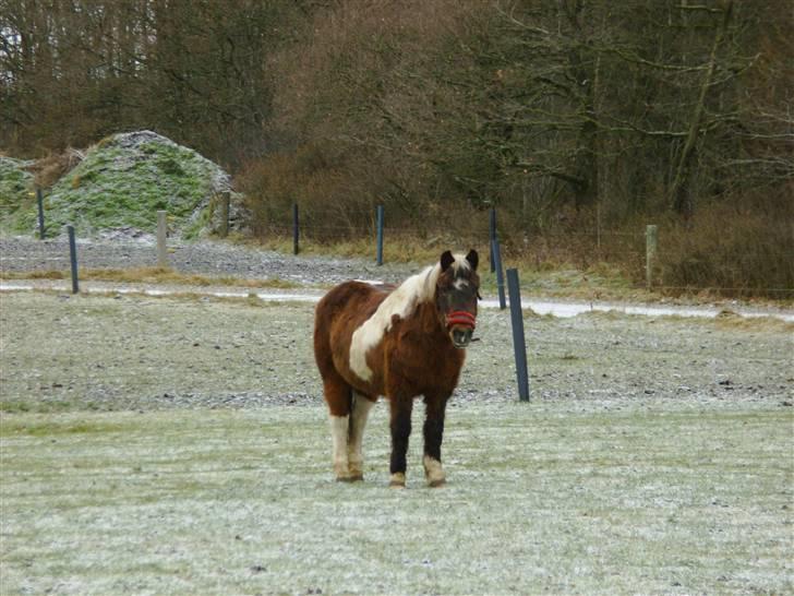 Anden særlig race Flicka *død* billede 6