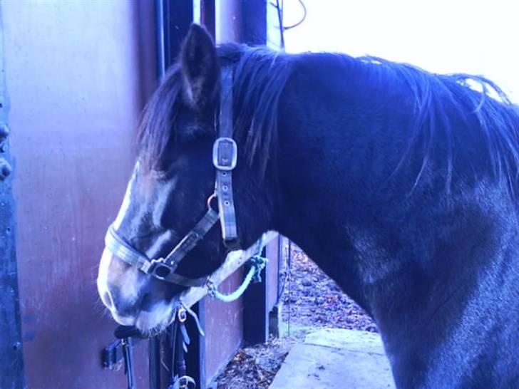 Welsh Cob (sec D) Ronja - Foto: Mig (Kamilla) billede 20