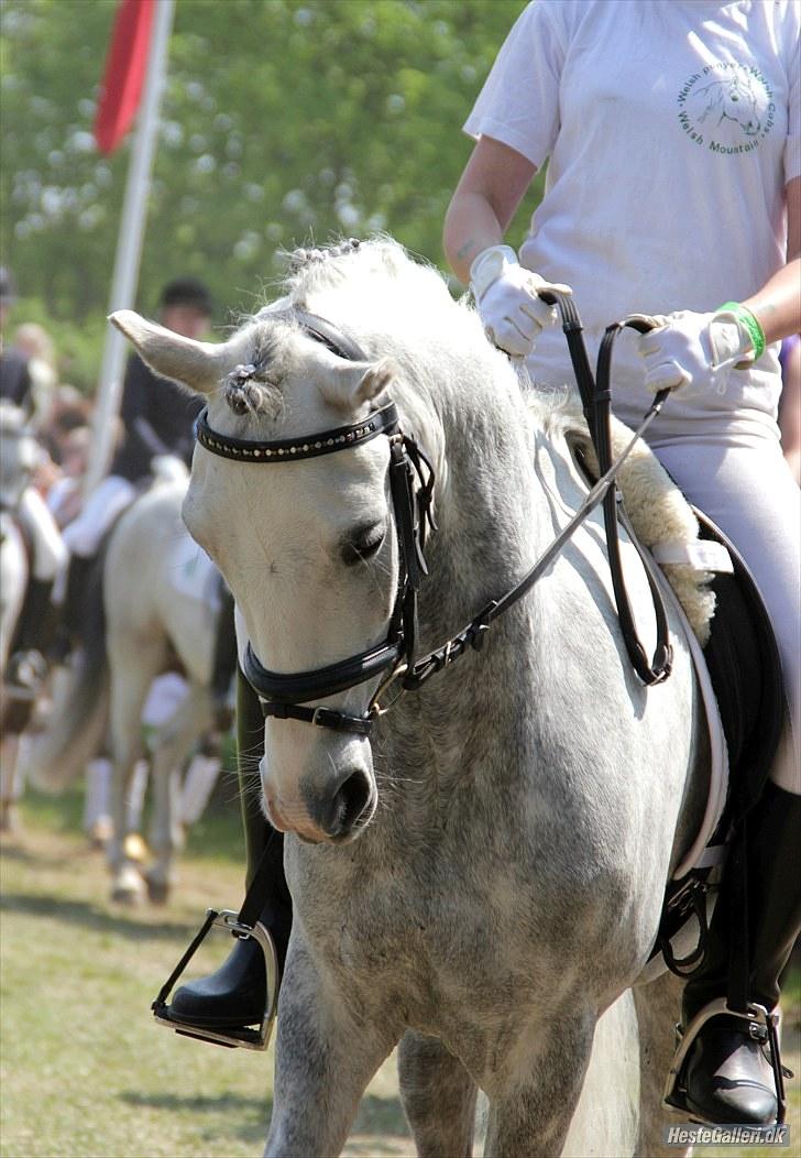 Welsh Pony (sec B) Klintholm's Sir Charles - Velkommen til Charles profil, lig en kommentar så er du sød billede 1