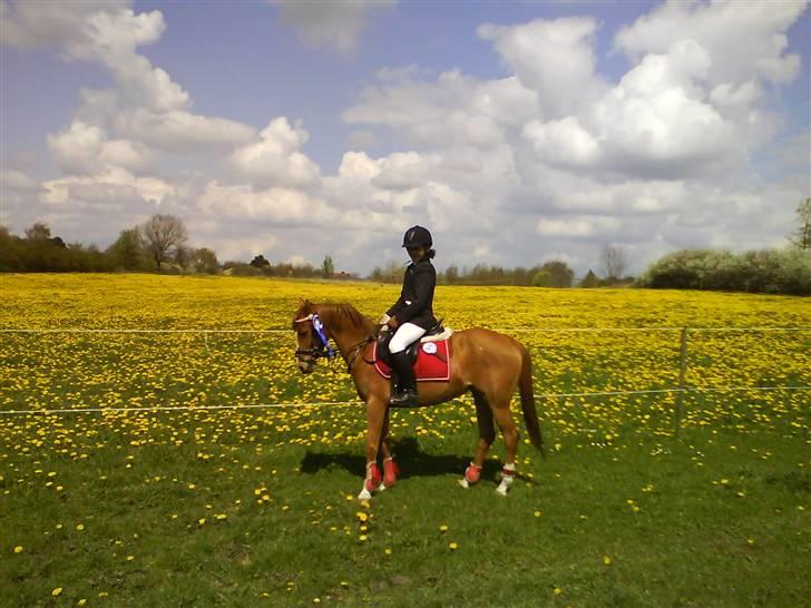 Welsh Pony af Cob-type (sec C) Kranevelds Tanja <33 billede 19