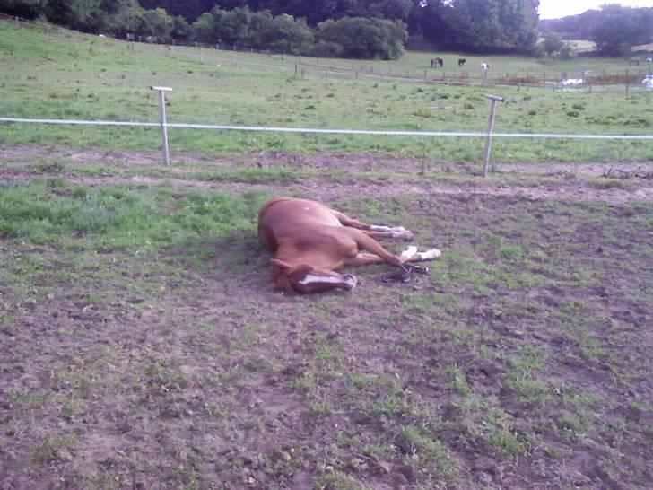 Welsh Pony af Cob-type (sec C) Kranevelds Tanja <33 billede 20