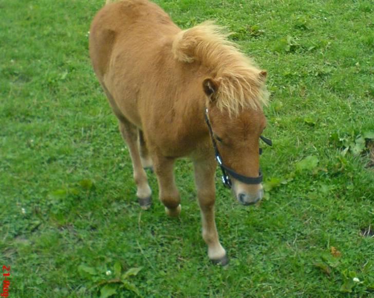 Shetlænder Nordhusets Hannibal Small <3 #Pony prinsen# - Her er Hannibal en lille uge efter vi fik ham ca. 5-6mdr gammel (: billede 3
