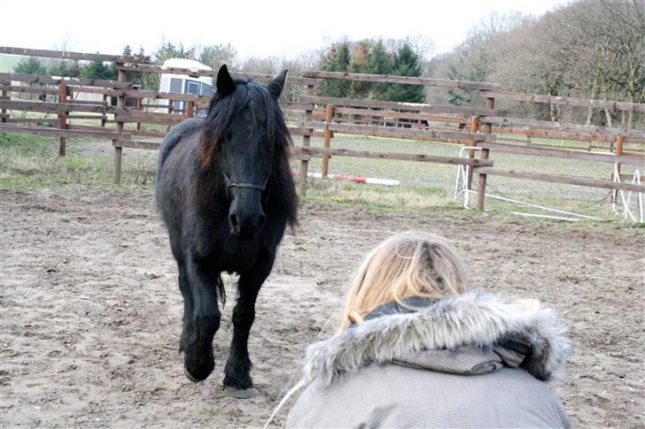 Merens de Cheval Lady (Lelia de Olmes) - Babyhest. billede 16