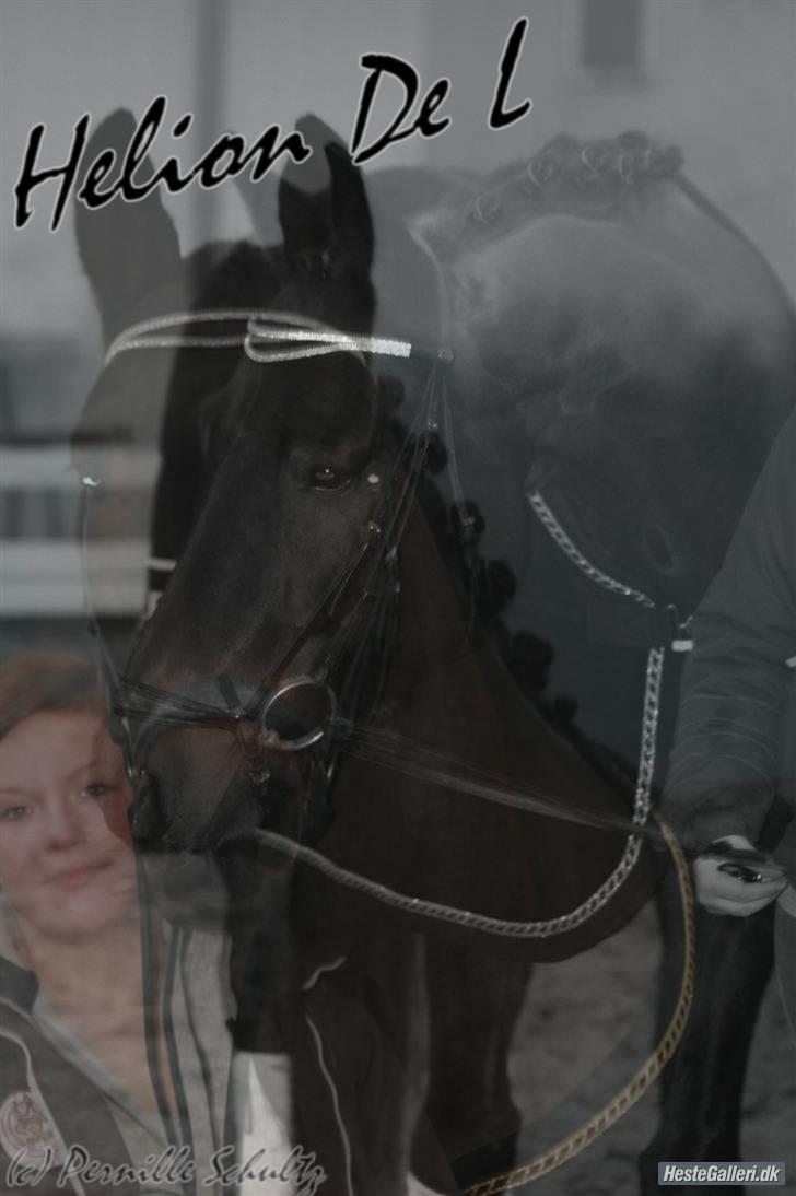 Trakehner Helion De L billede 17