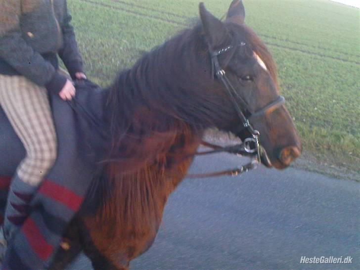 Anden særlig race Lightning R.I.P :'( - den smukke i vinterpels - ude og ride med sarah og easy <3 billede 19