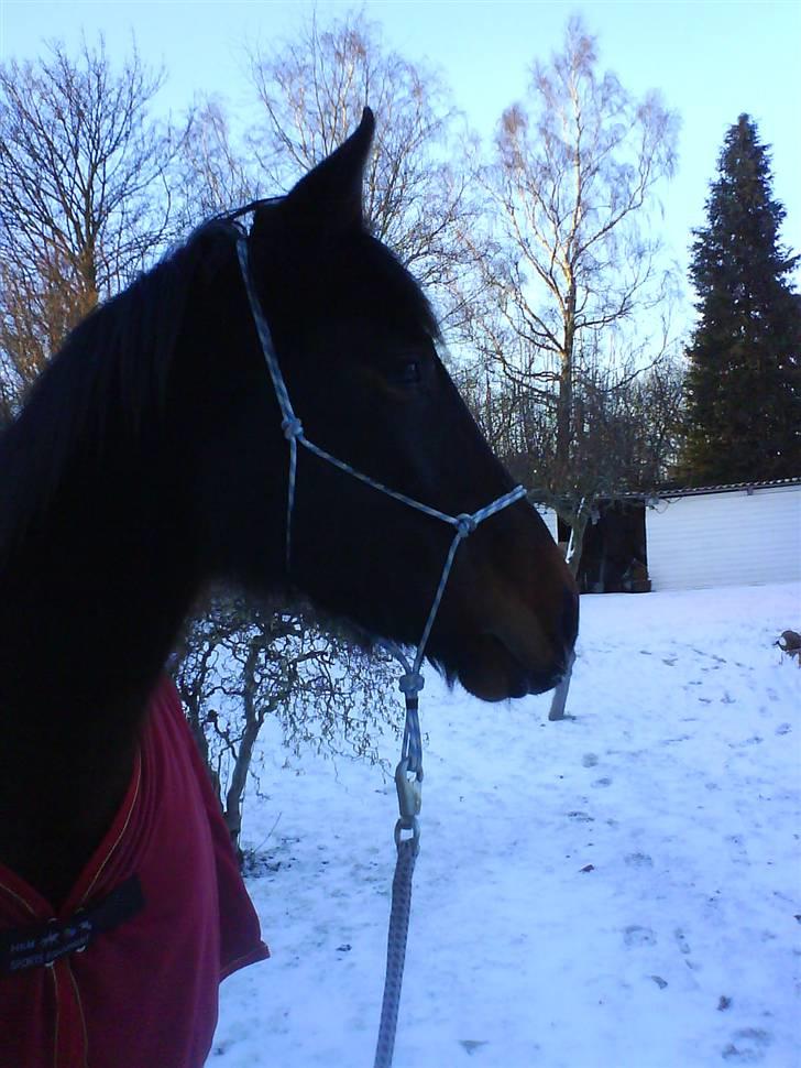 Oldenborg Gl. Hvarregårds Verona - Verona i haven en snevejrsdag. billede 7