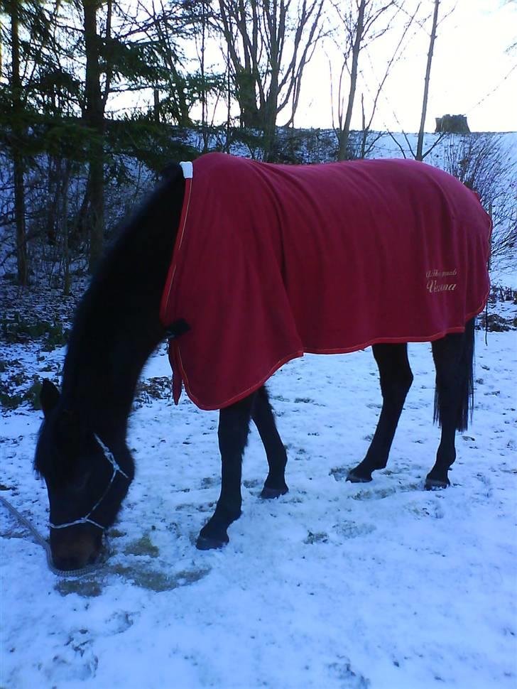 Oldenborg Gl. Hvarregårds Verona - Verona i haven en snevejrsdag. billede 8