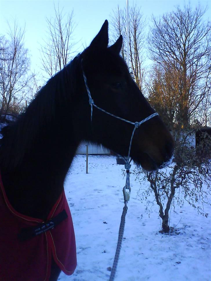 Oldenborg Gl. Hvarregårds Verona - Verona i haven en snevejrsdag. billede 9