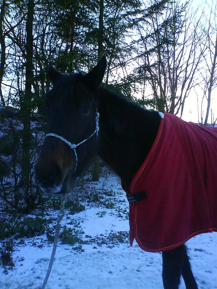 Oldenborg Gl. Hvarregårds Verona - Verona i haven en snevejrsdag. billede 10