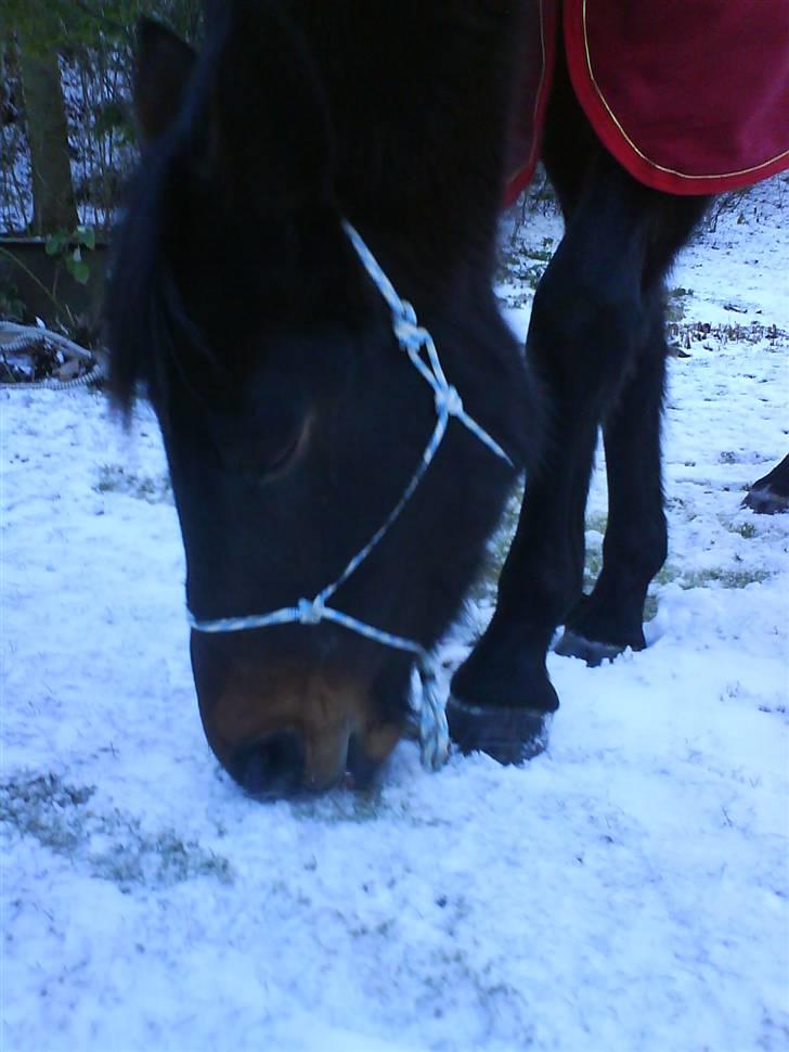 Oldenborg Gl. Hvarregårds Verona billede 11