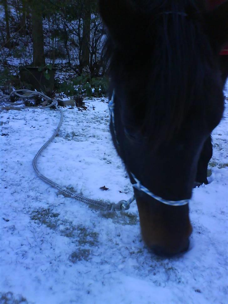 Oldenborg Gl. Hvarregårds Verona - Verona i haven en snevejrsdag. billede 12