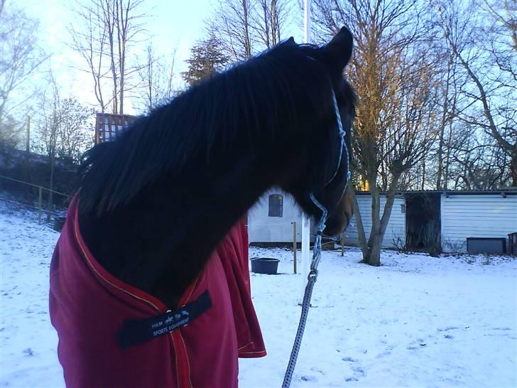 Oldenborg Gl. Hvarregårds Verona - Verona i haven en snevejrsdag. billede 13