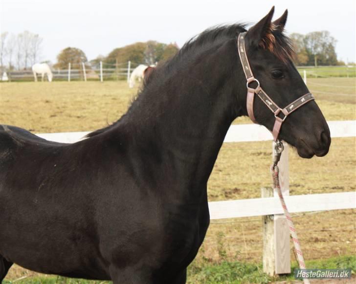 Frieser Cheval - Se hvor fin jeg er. Foto: Katja J billede 15