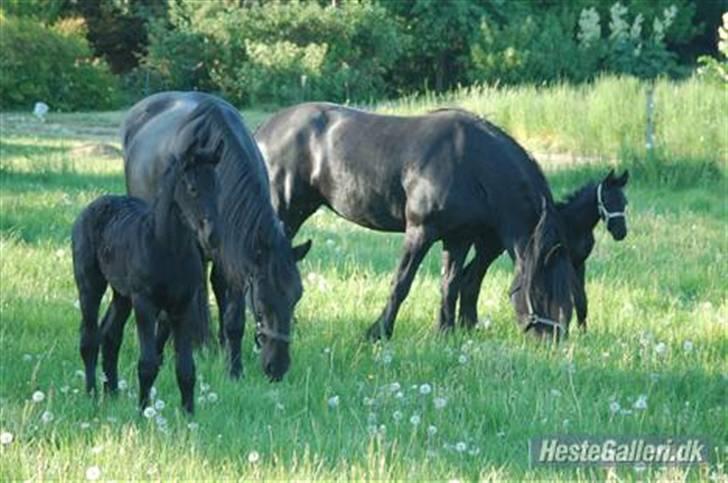 Frieser Cheval - han kigger ligefrem allerbagerst:). Foto: Cille M billede 14