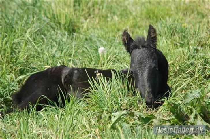 Frieser Cheval - Ligger lige i græset og får sol: Foto: Cille M billede 16