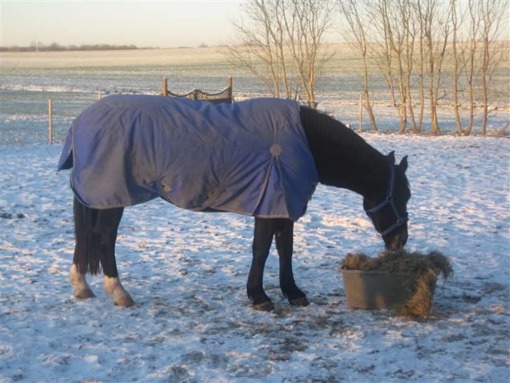 Oldenborg Lillegårdens Lea  ol 579 billede 8