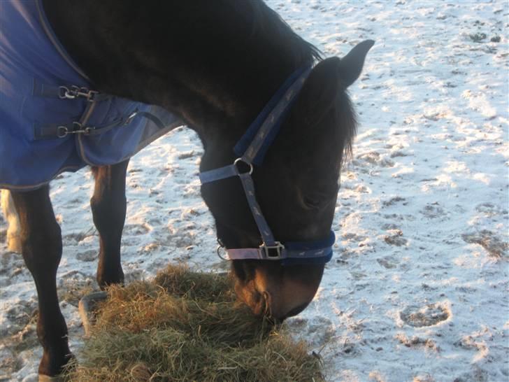 Oldenborg Lillegårdens Lea  ol 579 billede 9