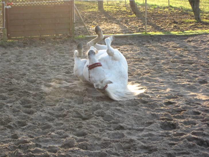 Arabisk fuldblod (OX) Cynthia ox 2172 billede 10