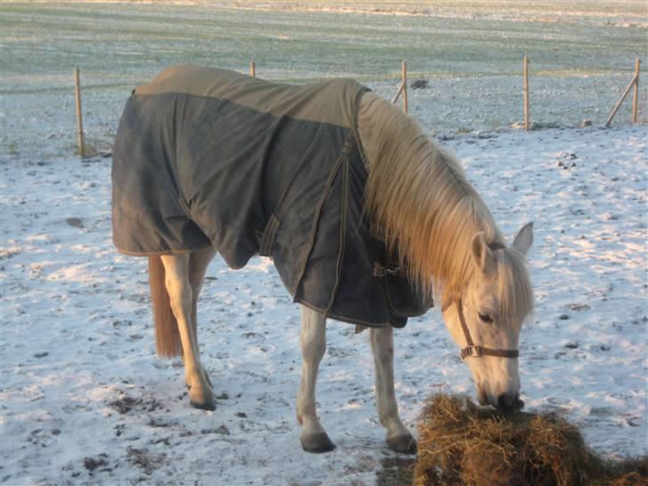 Arabisk fuldblod (OX) Cynthia ox 2172 billede 11