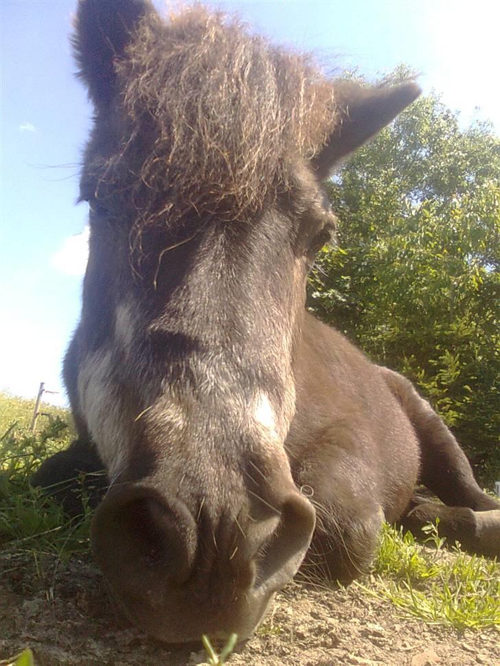 Anden særlig race Sille - velkommen til silles profil Foto: Mig/Rikke billede 1