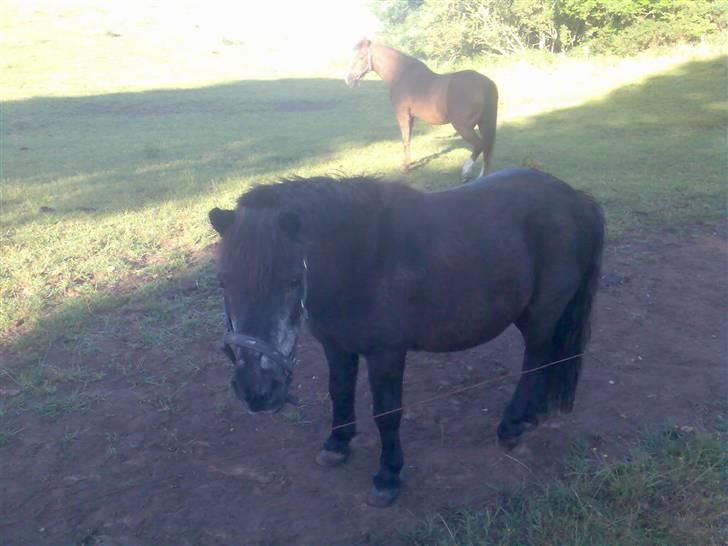 Anden særlig race Sille - Foto: Mig/Rikke billede 2