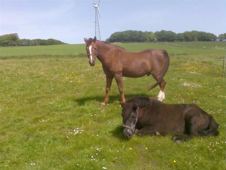 Anden særlig race Sille - Foto: Mig/Rikke billede 3