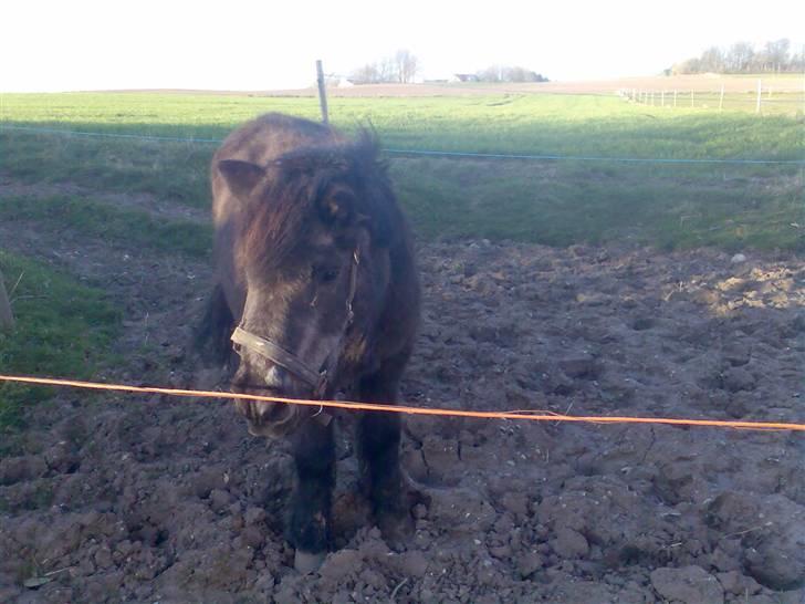 Anden særlig race Sille - Foto: Mig/Rikke billede 4