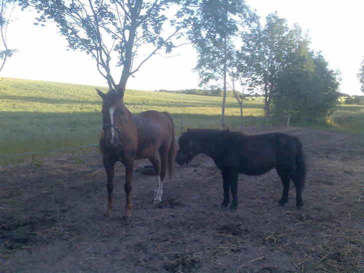 Anden særlig race Sille - Foto: Mig/Rikke billede 5