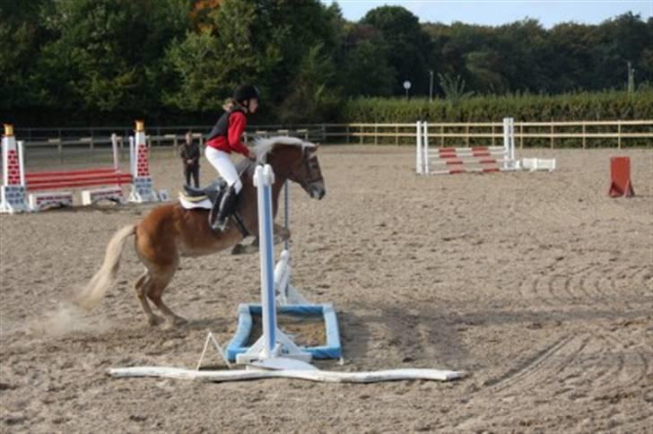 Haflinger Charming Cilla billede 19