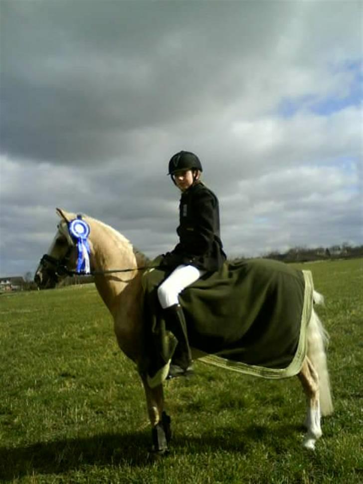 Welsh Cob (sec D) Tijd Vlijt's Goldfinger<3 - Mig og Goldfinger blev nummer 2 i vores føreste LB billede 3