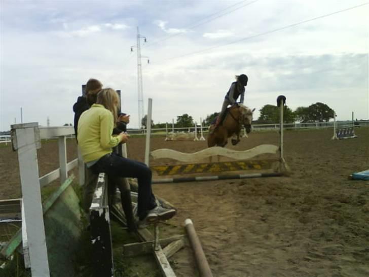 Welsh Cob (sec D) Tijd Vlijt's Goldfinger<3 - Goldfinger billede 4