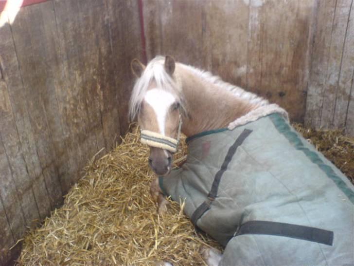 Welsh Cob (sec D) Tijd Vlijt's Goldfinger<3 - Lidt træt billede 7