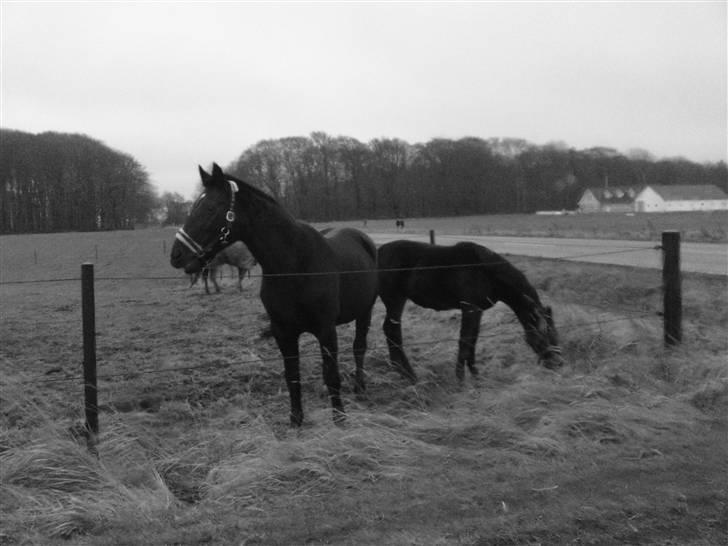 Oldenborg Diva Agerbo - diva og dior billede 16