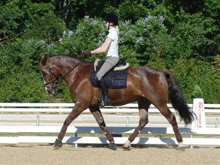 New Forest Egeballes Joker SOLGT  - Til ene time op til stævnet:) billede 11