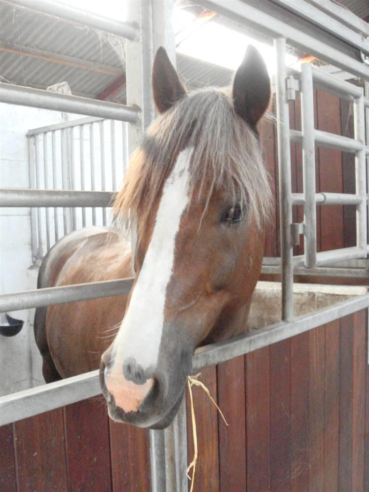 New Forest Egeballes Joker SOLGT  - Joker i stalden :)<3 billede 16