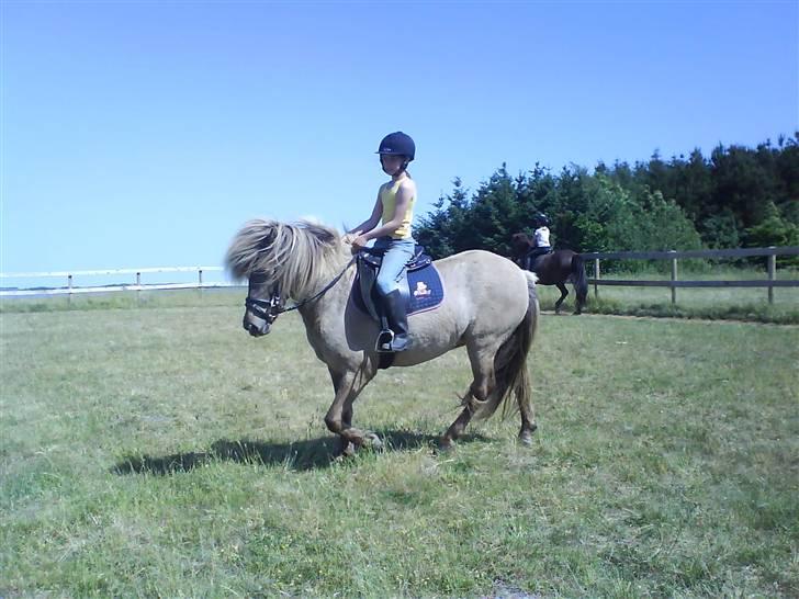 Islænder STIGANDI fra MYRETUE billede 12