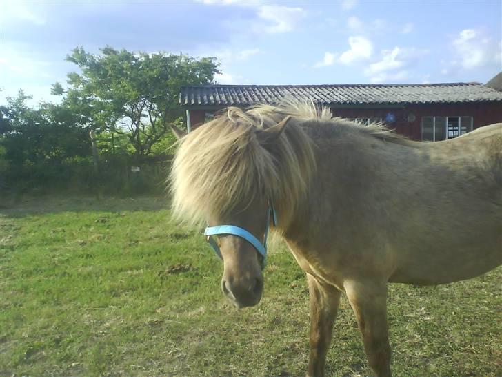 Islænder STIGANDI fra MYRETUE - På hans fødselsdag(: Foto Mathilde billede 13