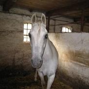 Anden særlig race Ice Cube