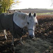 Anden særlig race Ice Cube