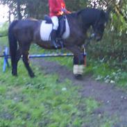 Anden særlig race tøzzen (aflivt)