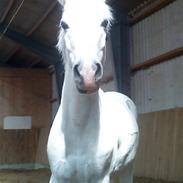 Anden særlig race Toby